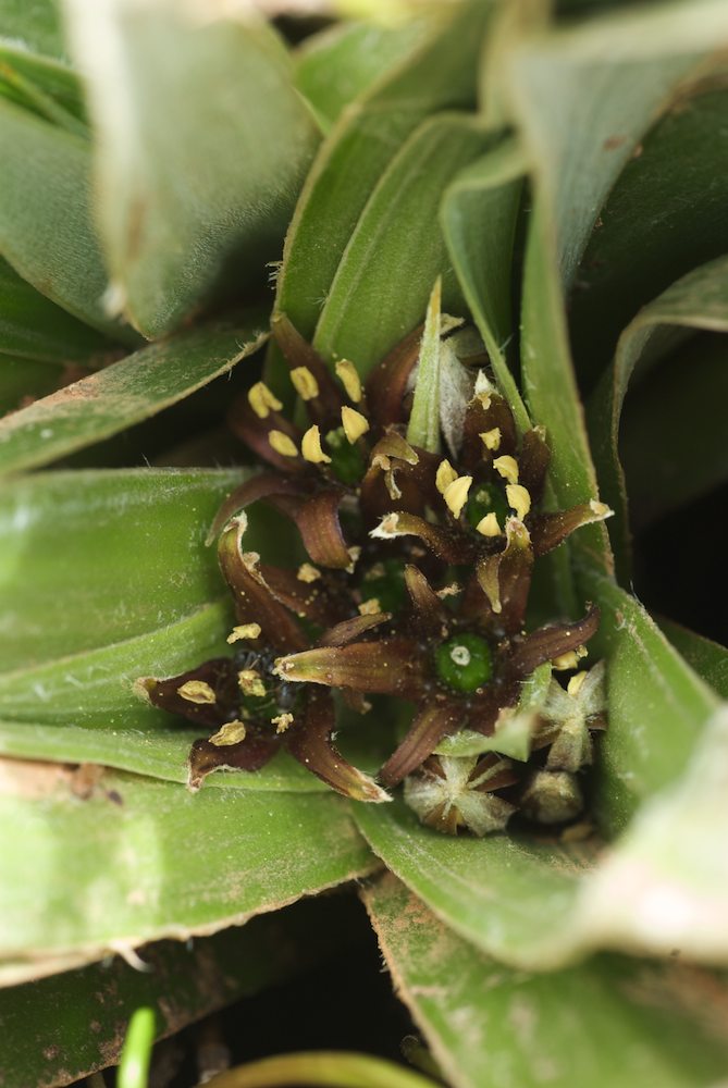 Asteliaceae Astelia psychrocaris