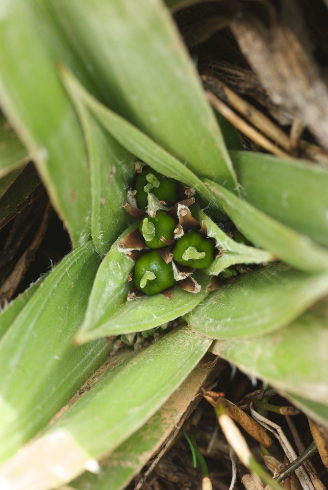 Asteliaceae Astelia psychrocaris