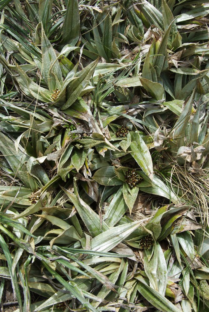 Asteliaceae Astelia psychrocaris