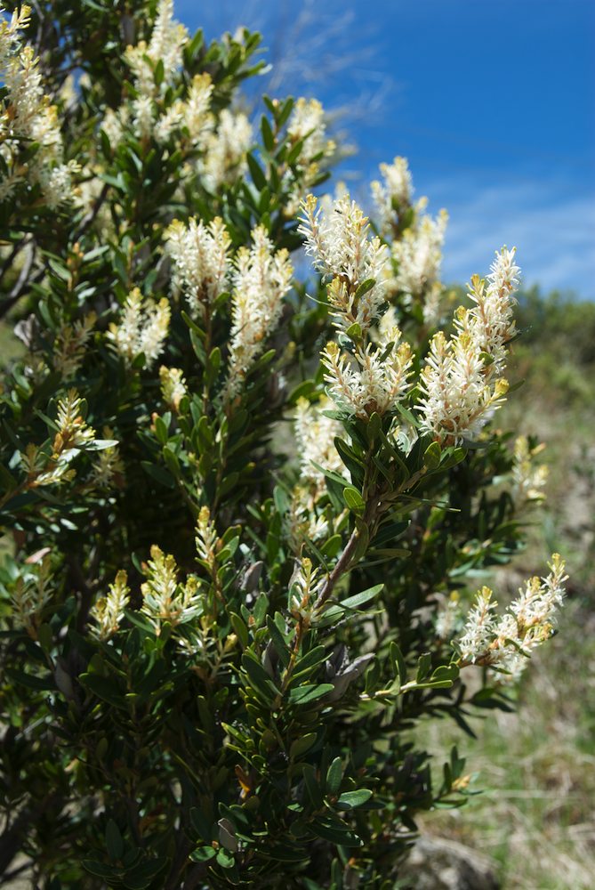 Proteaceae Orites lancifolius