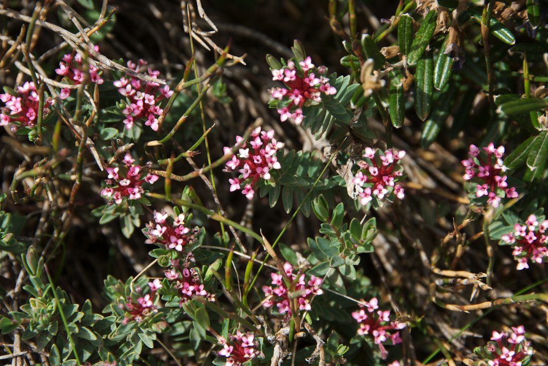 Thymelaeaceae Pimelea alpina