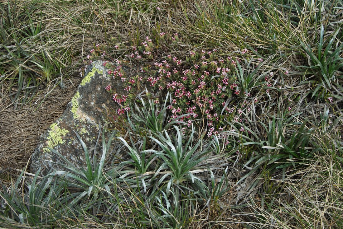 Asteraceae Celmisia longifolia