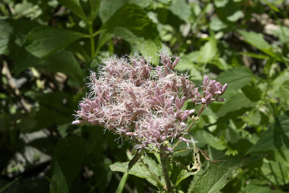 Asteraceae Eupatorium maculatum