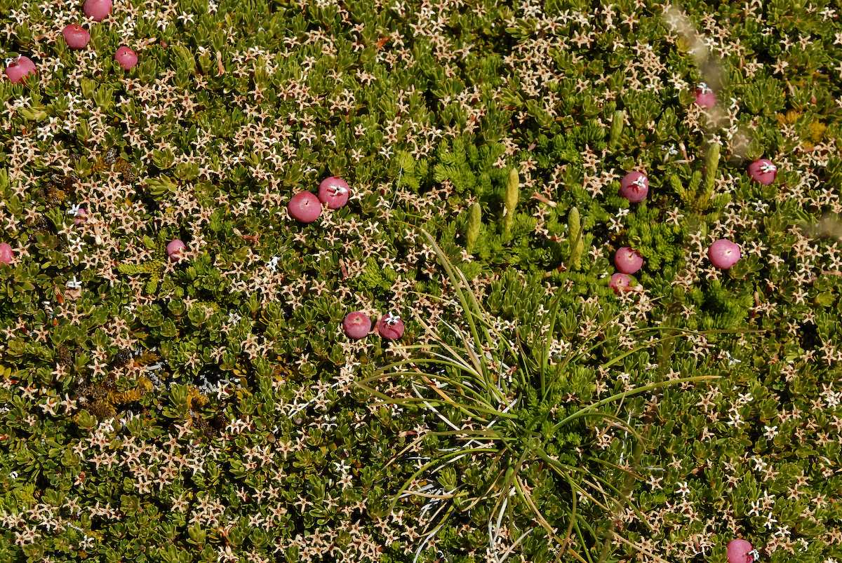 Ericaceae Pentachondra pumila