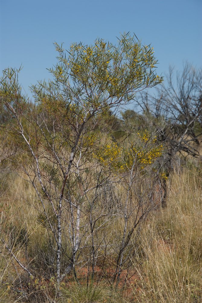 Fabaceae Acacia murrayana