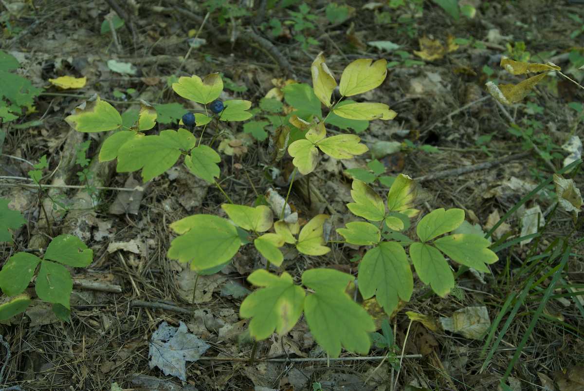 Berberidaceae Caulophyllum thalictroides