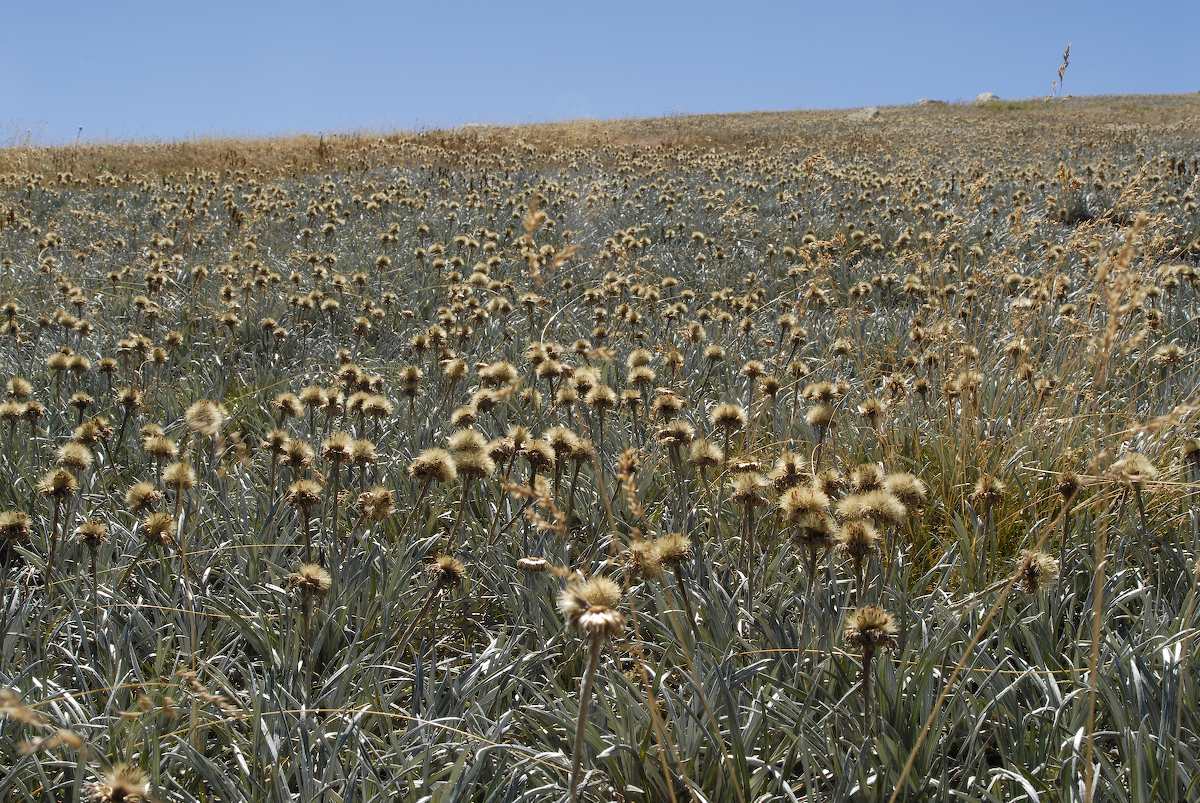 Asteraceae Celmisia longifolia