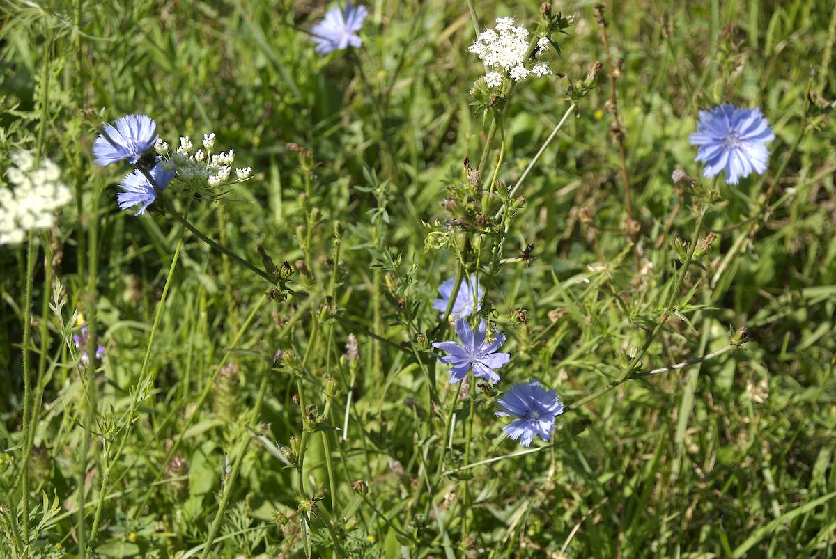 Asteraceae Cichorium intybus