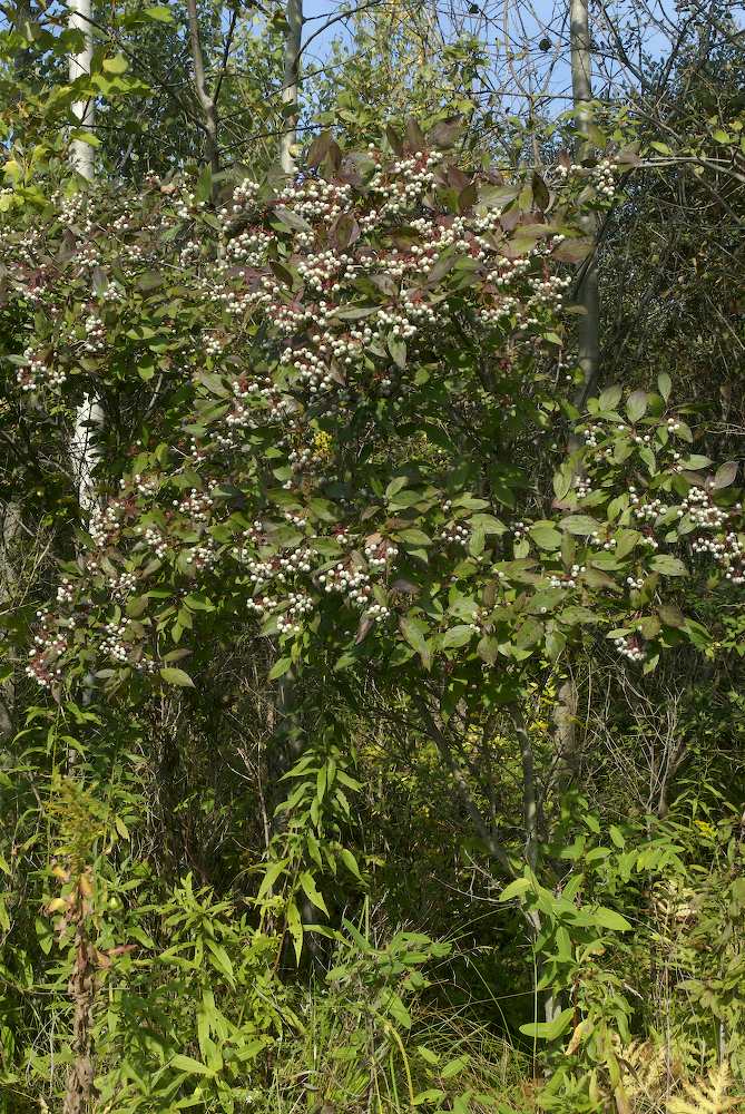 Cornaceae Cornus racemosa