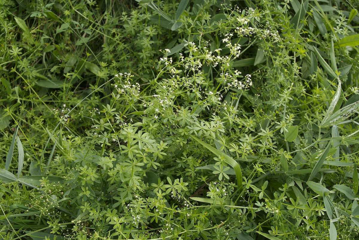 Rubiaceae Galium 