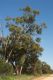 image of Eucalyptus populnea