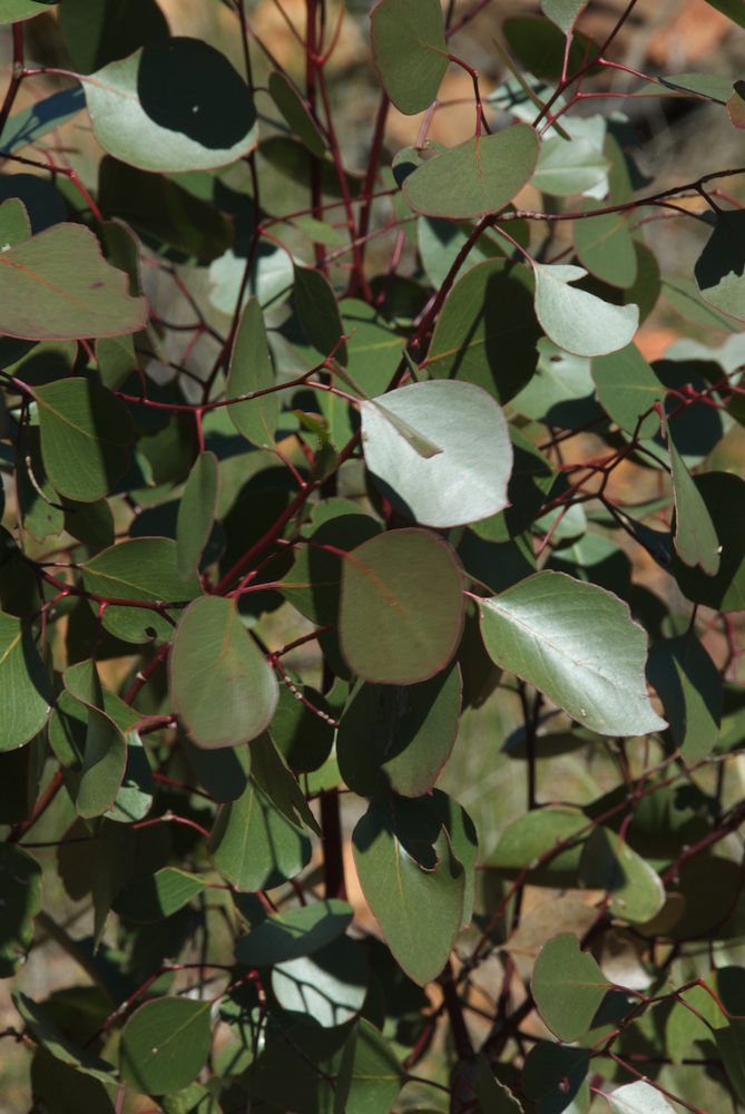 Myrtaceae Eucalyptus populnea