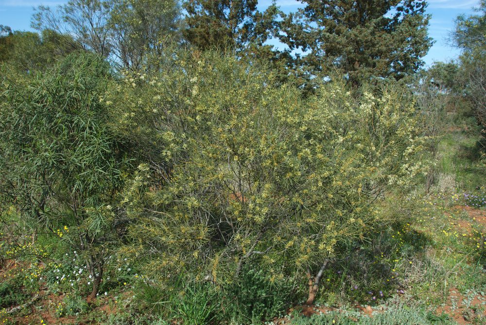 Proteaceae Hakea tephrosperma