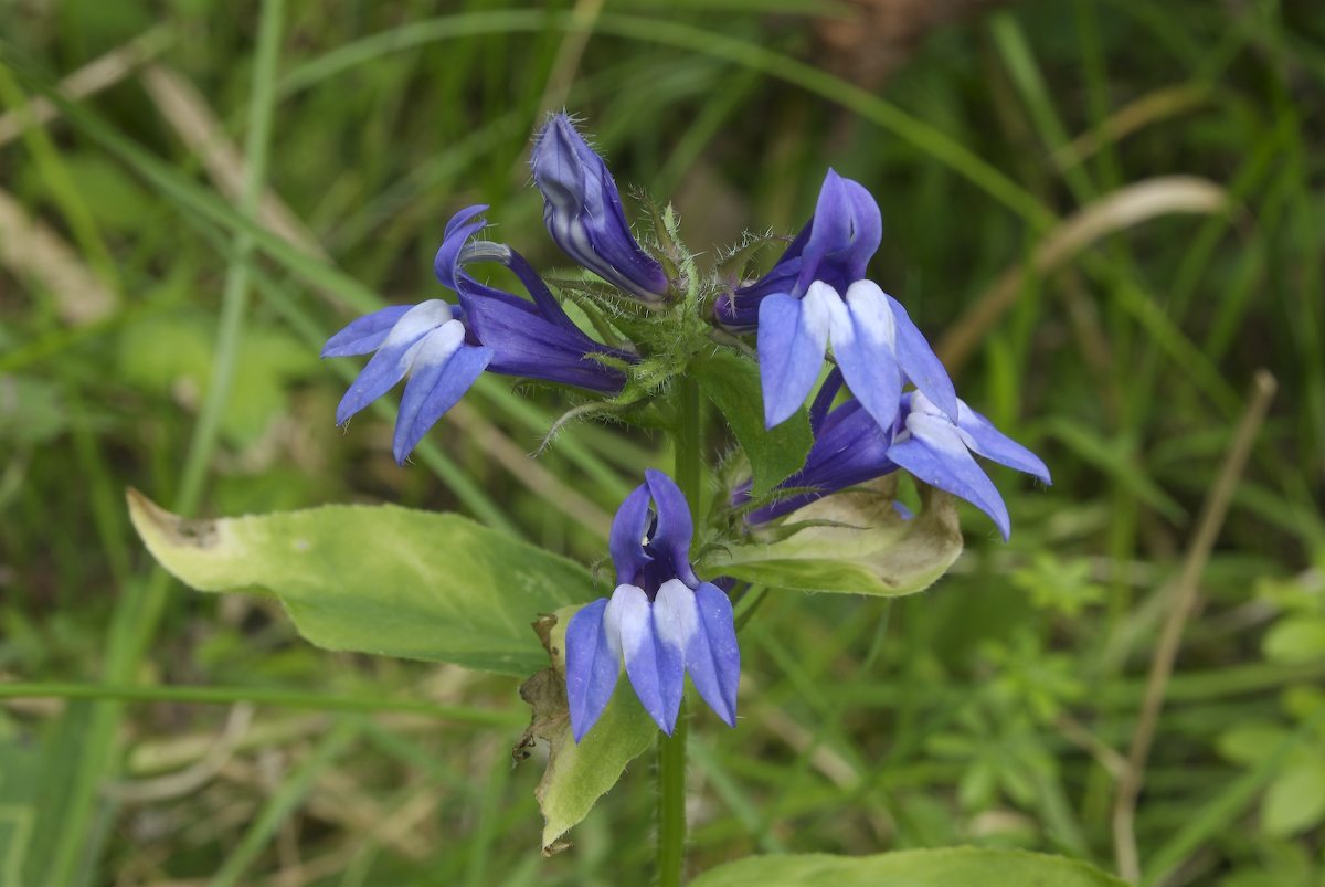 Campanulaceae Lobelia siphilitica
