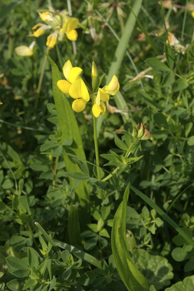 Fabaceae Lotus corniculatus