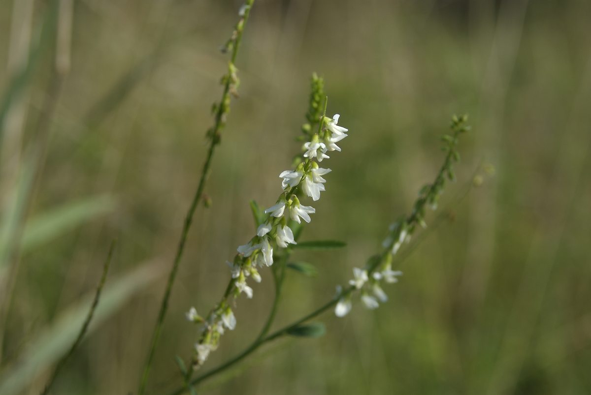 Fabaceae Melilotus alba