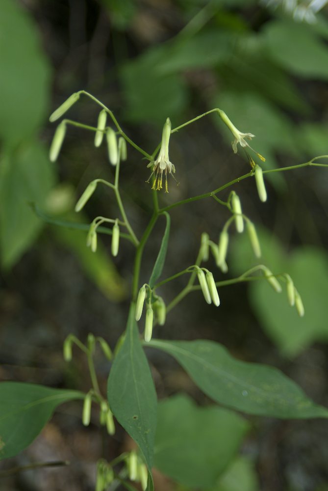 Asteraceae Prenanthes alba