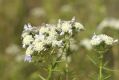 image of Pycnanthemum tenuifolium