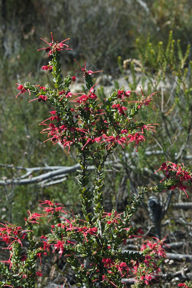 Proteaceae Grevillea  baueri