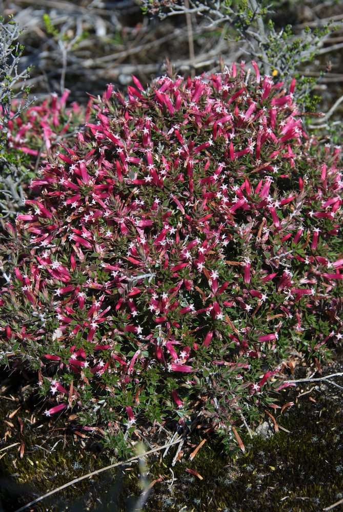 Ericaceae Leucopogon neoanglicus