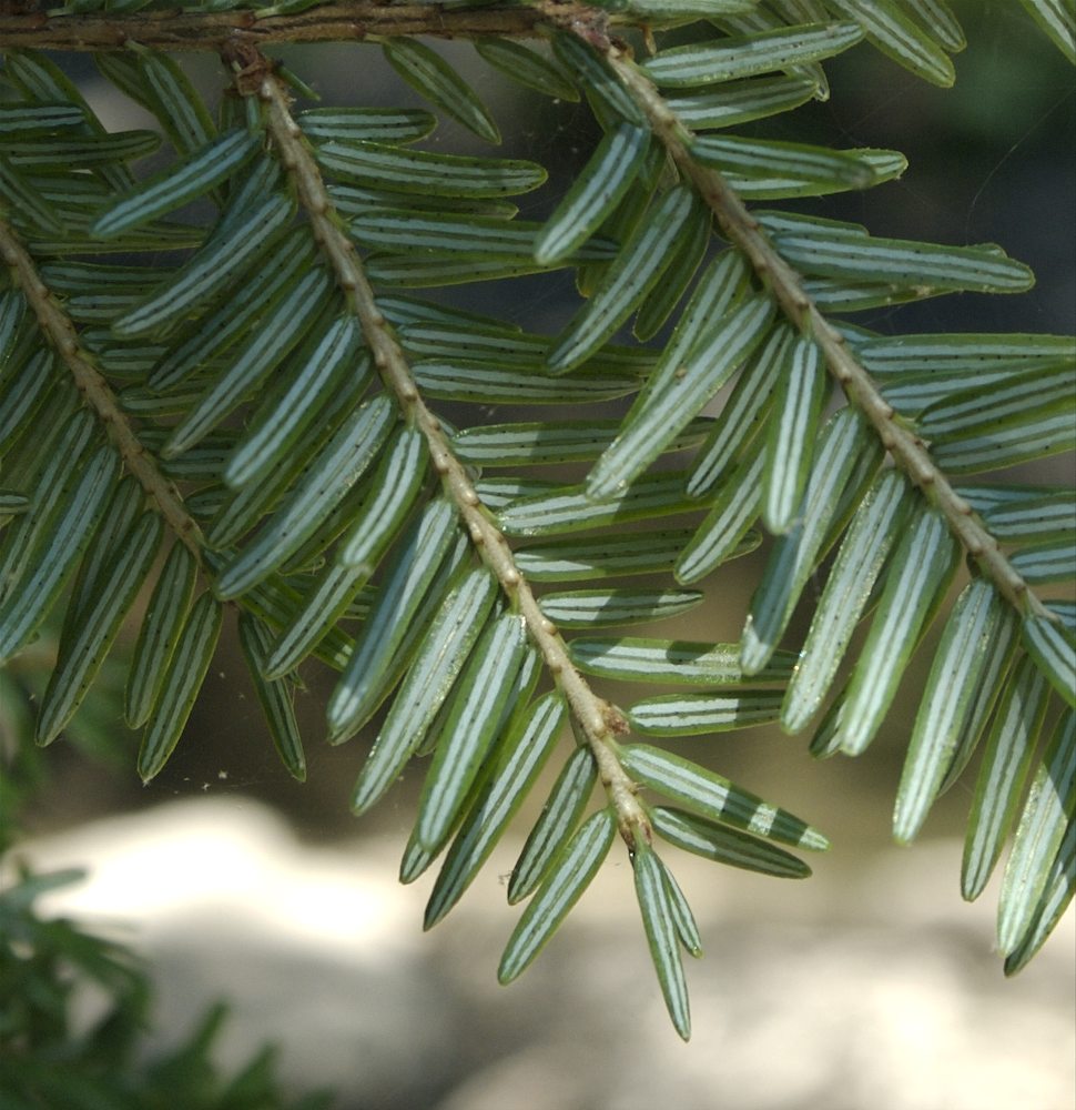 Pinaceae Tsuga canadensis