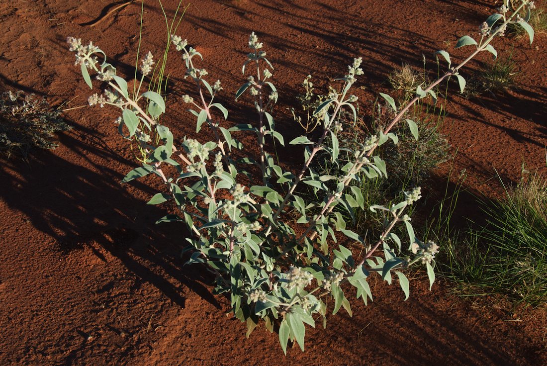 Lamiaceae Dicrastylis gilesii