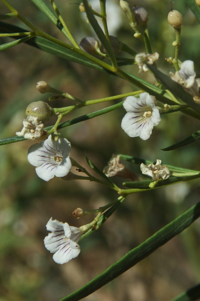 Solanaceae Duboisia hopwoodii