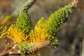 image of Grevillea eriostachya