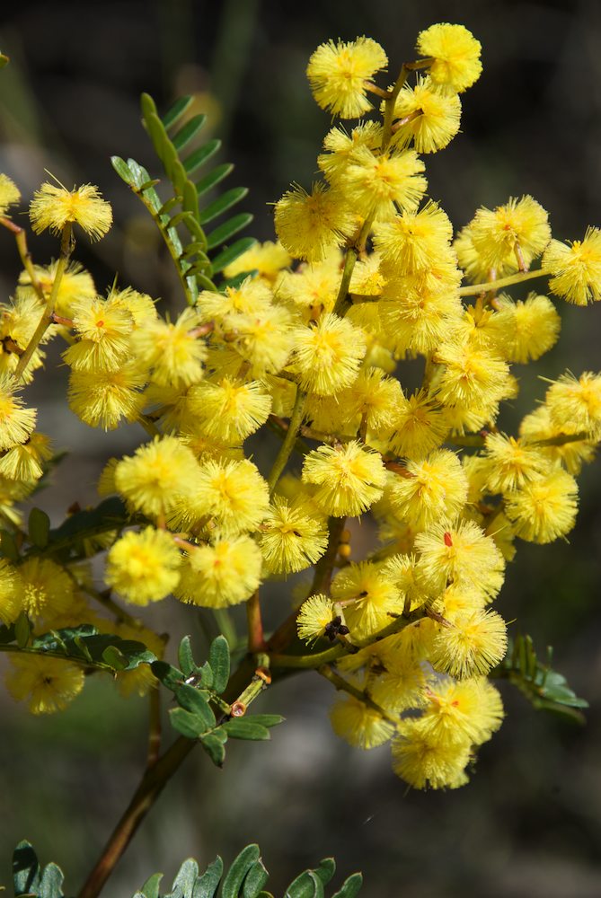 Fabaceae Acacia terminalis