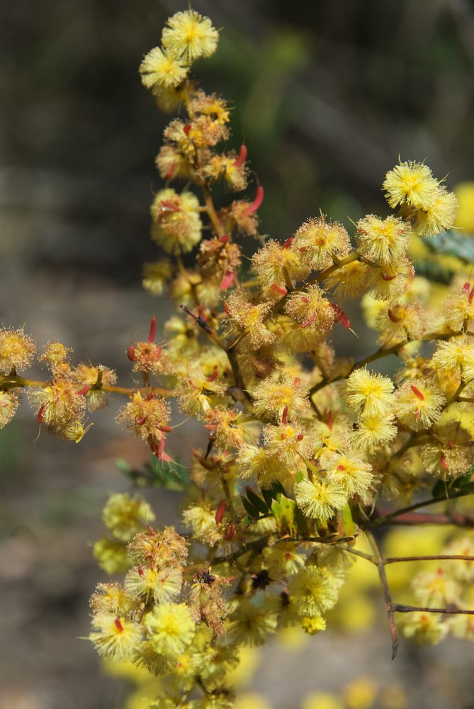 Fabaceae Acacia terminalis