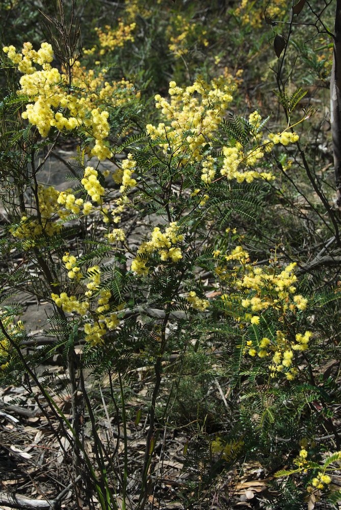 Fabaceae Acacia terminalis