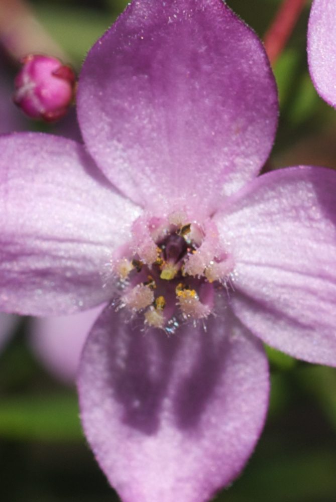 Rutaceae Boronia pinnata