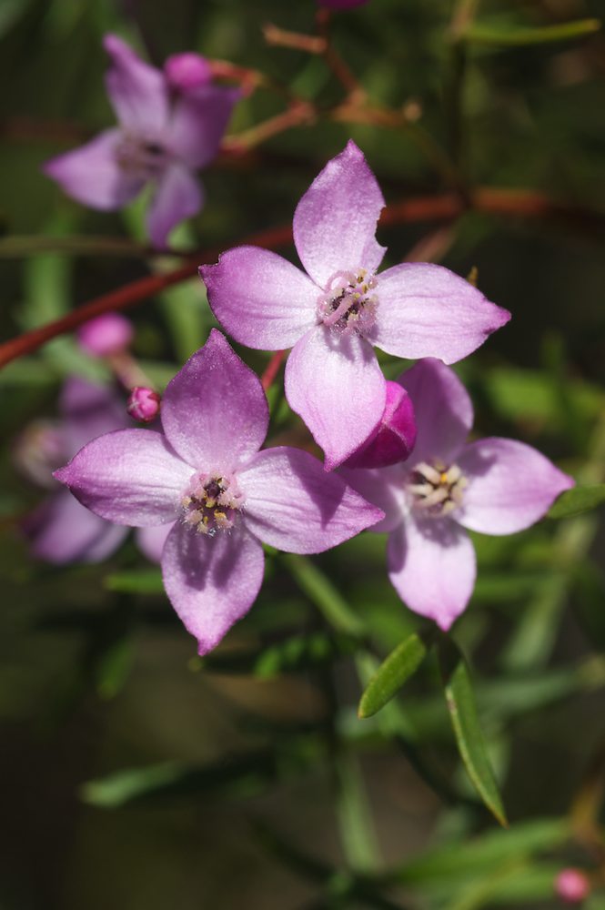 Rutaceae Boronia pinnata