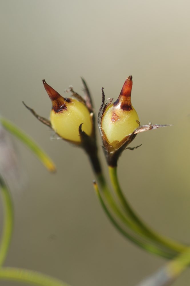 Cyperaceae Caustis flexuosa