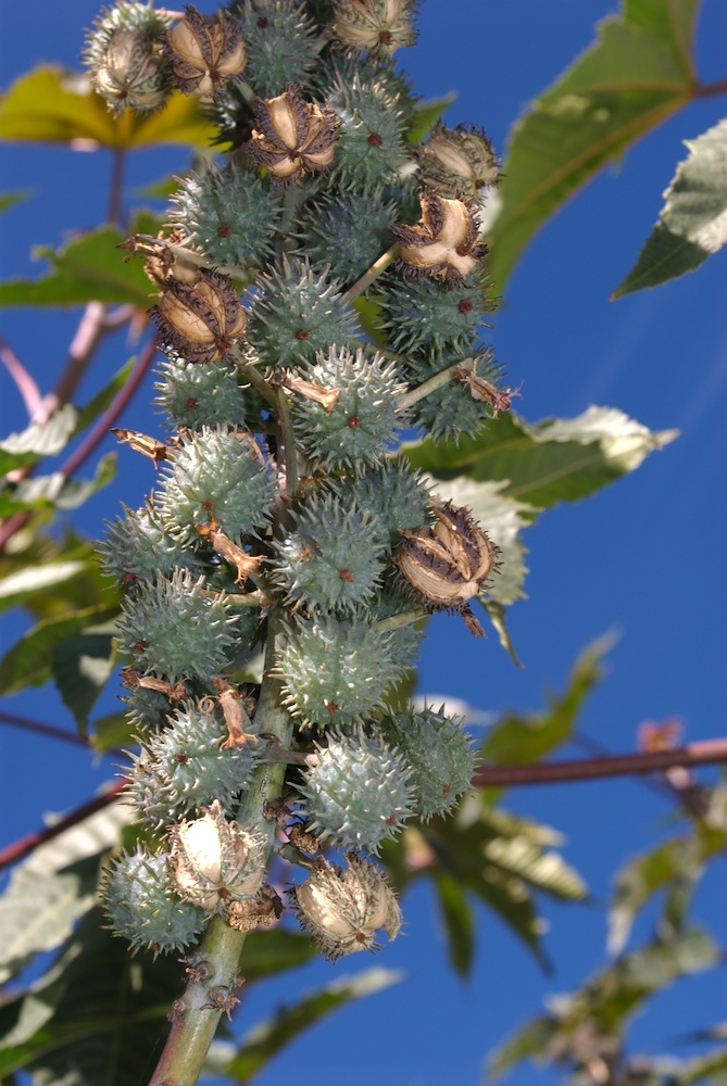 Euphorbiaceae Ricinus communis