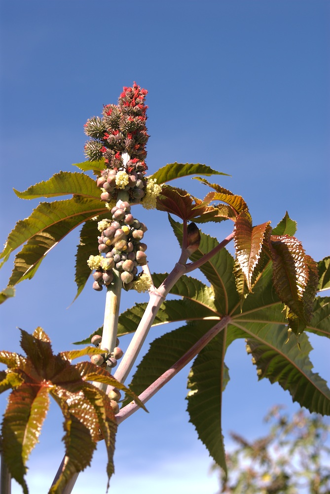 Euphorbiaceae Ricinus communis