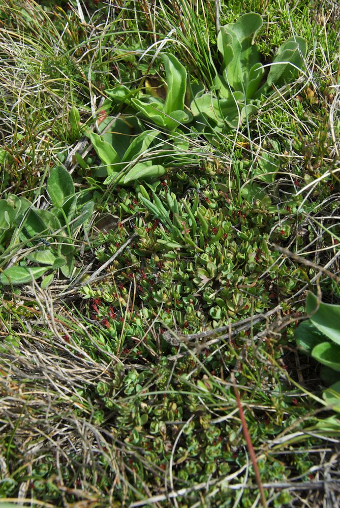 Thymelaeaceae Pimelea biflora