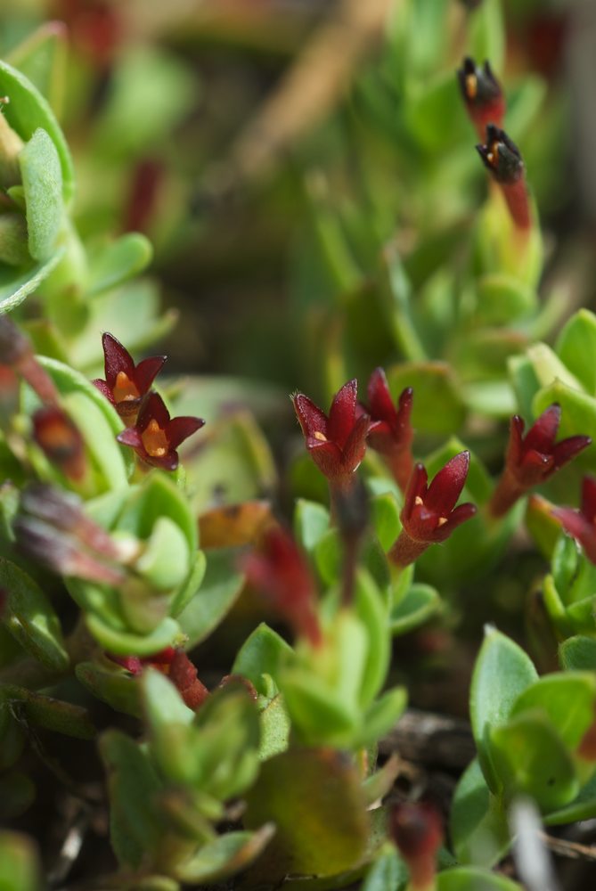 Thymelaeaceae Pimelea biflora