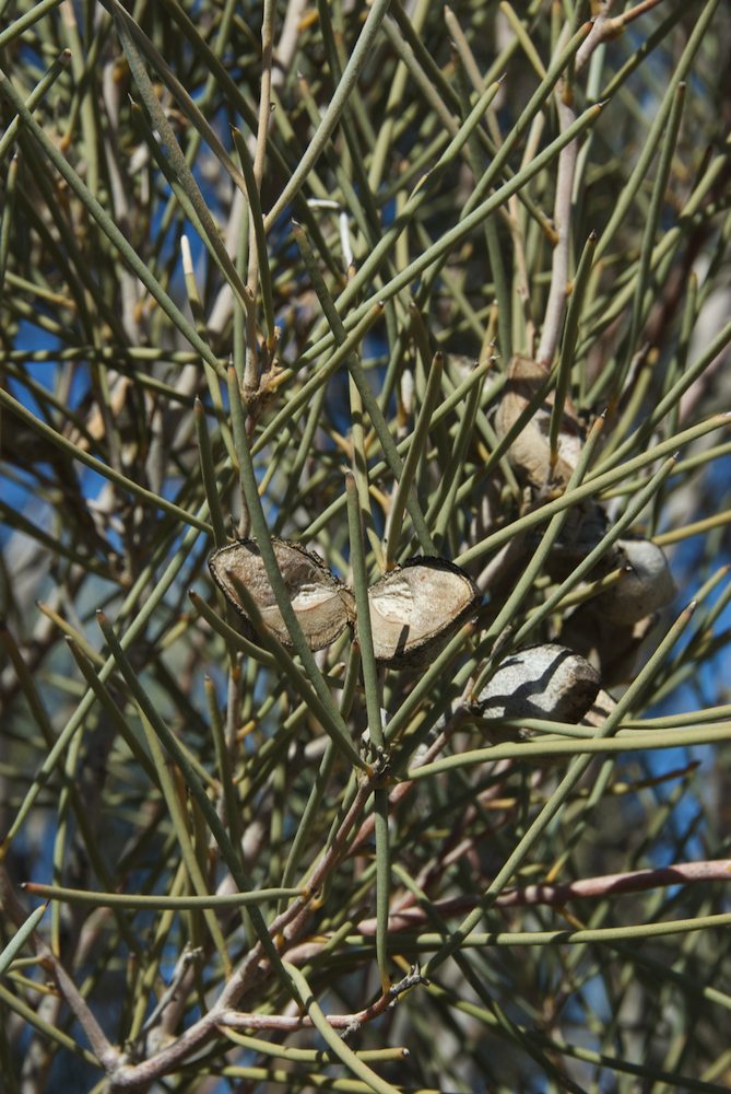 Proteaceae Hakea chordophylla