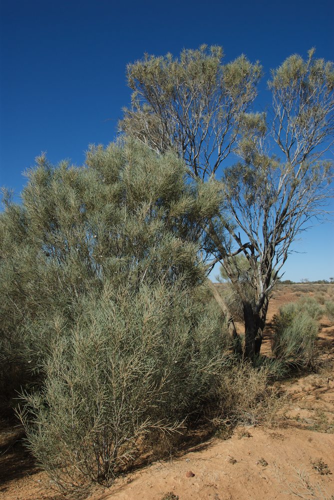 Proteaceae Hakea chordophylla