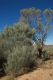 image of Hakea chordophylla