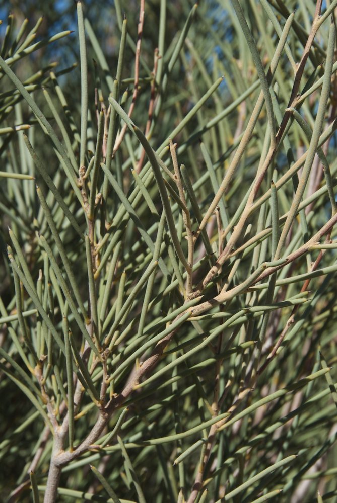 Proteaceae Hakea chordophylla