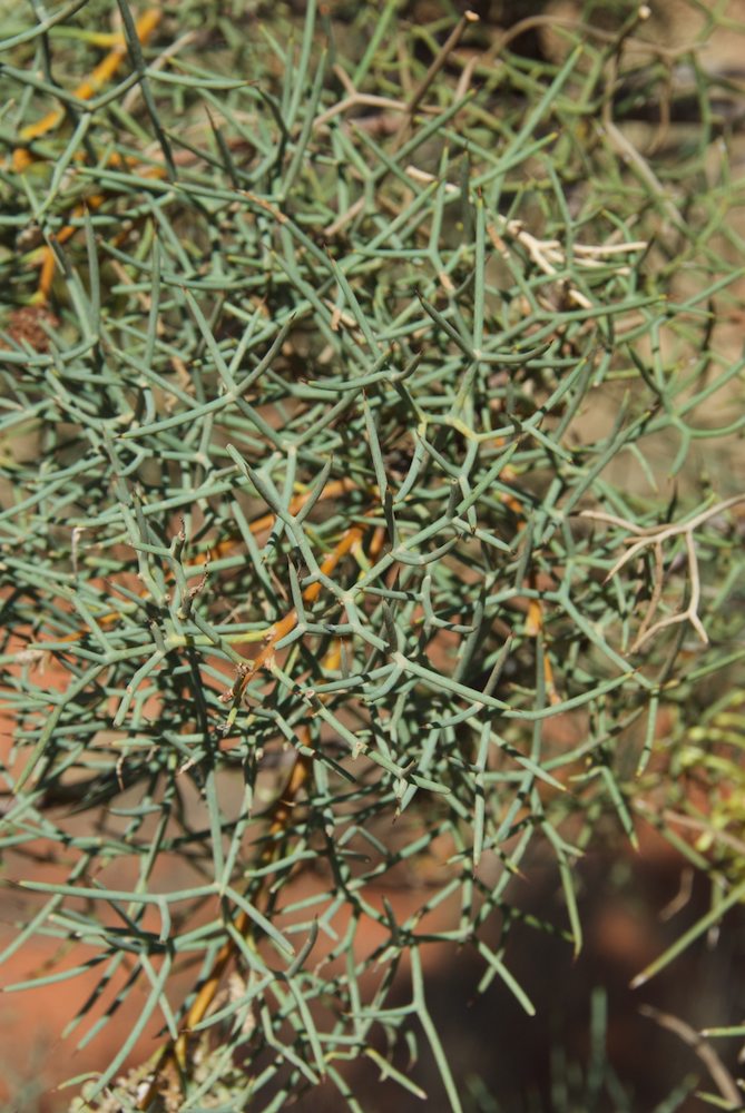 Proteaceae Hakea divaricata