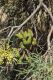 image of Hakea divaricata