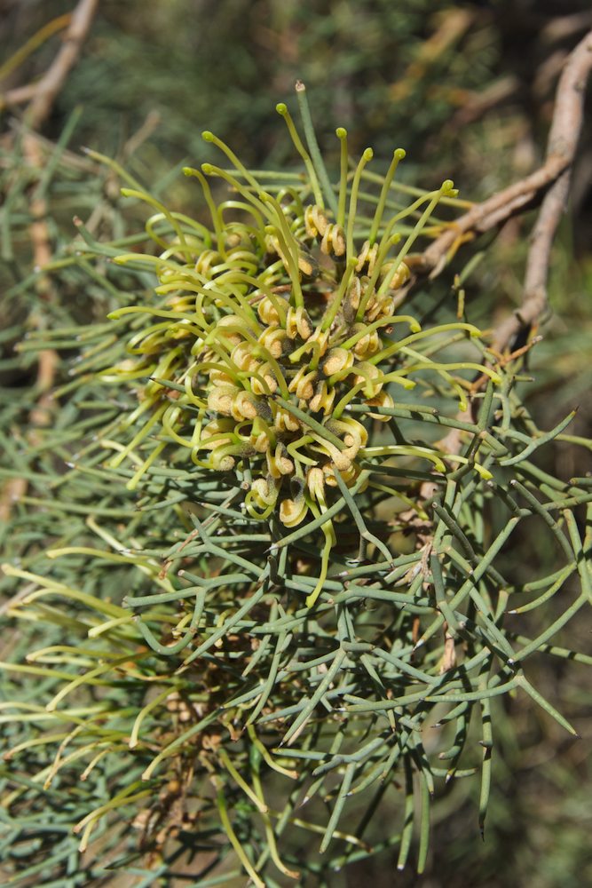 Proteaceae Hakea divaricata