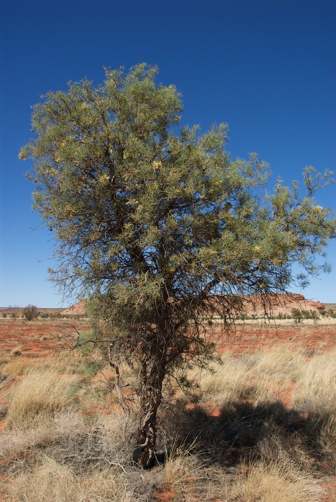 Proteaceae Hakea divaricata