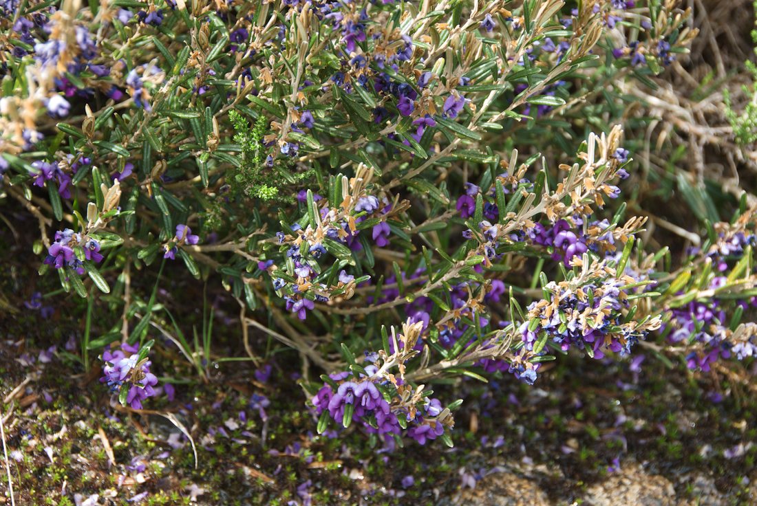 Fabaceae Hovea montana