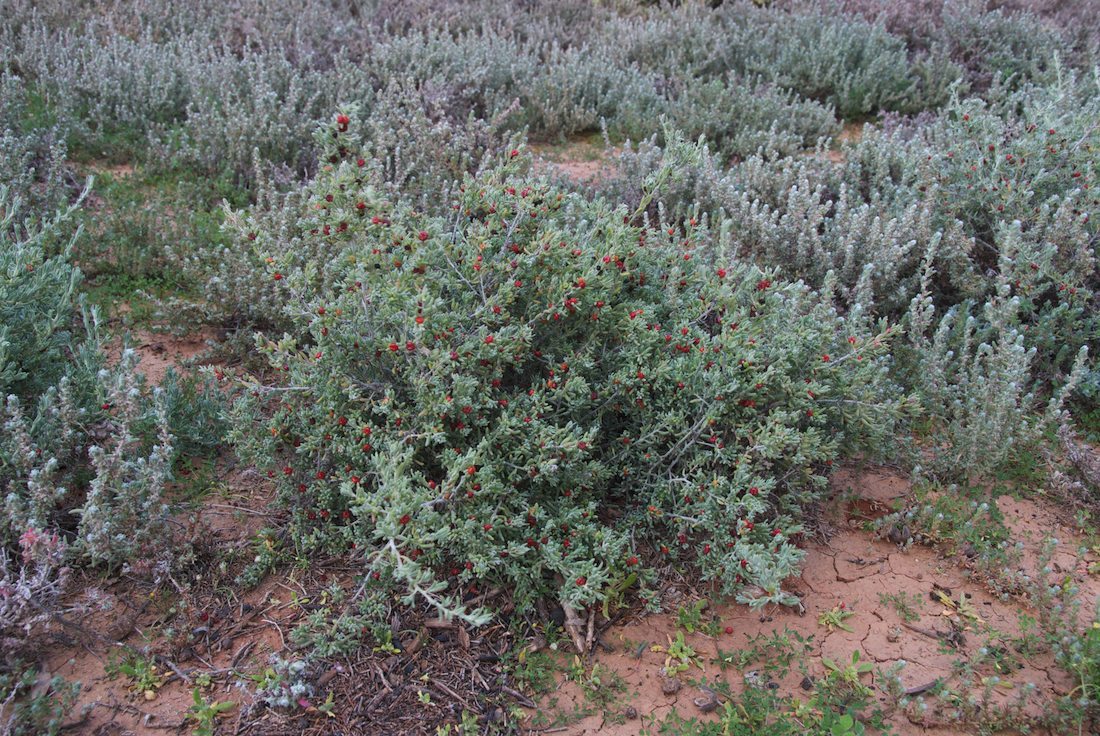 Amaranthaceae Enchylaena tomentosa