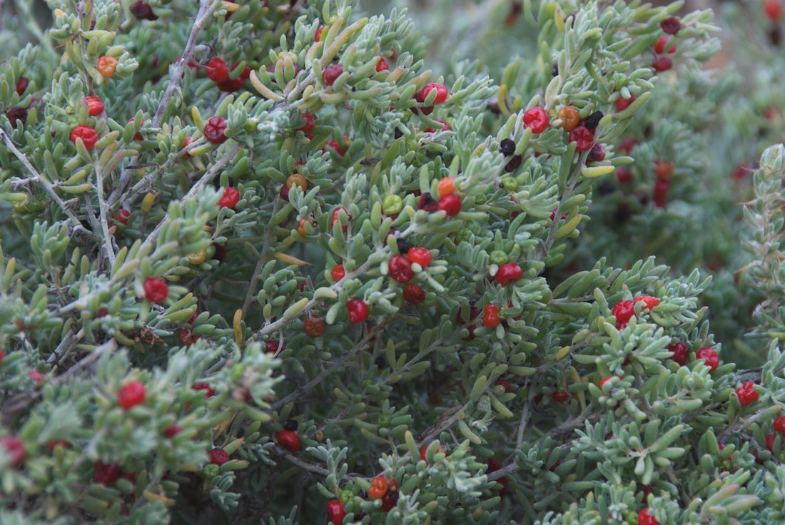 Amaranthaceae Enchylaena tomentosa