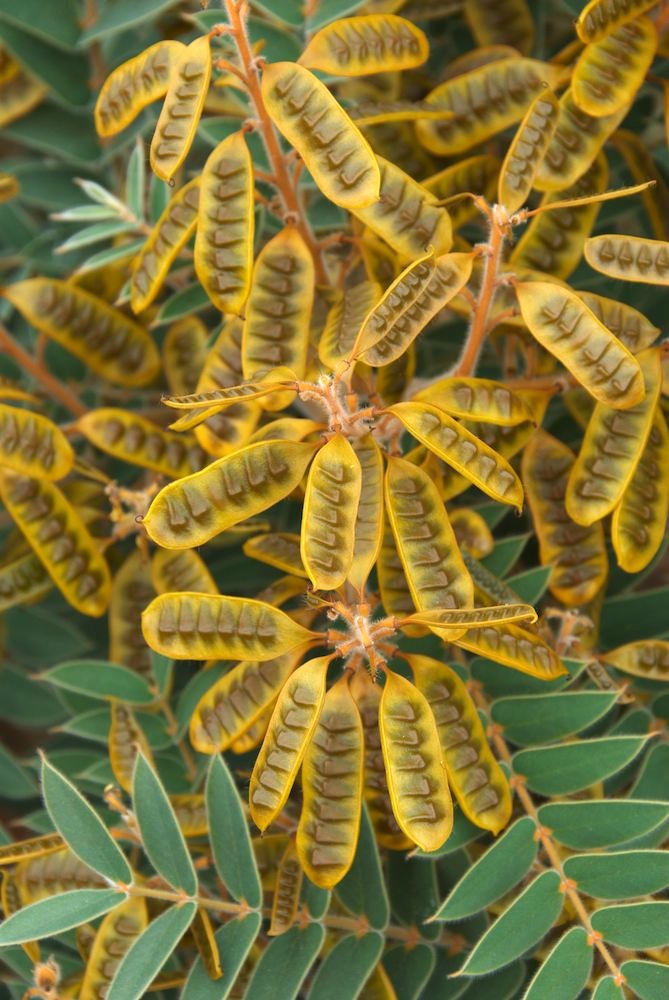 Fabaceae Senna notabilis